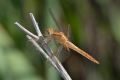 Crocothemis erythraea